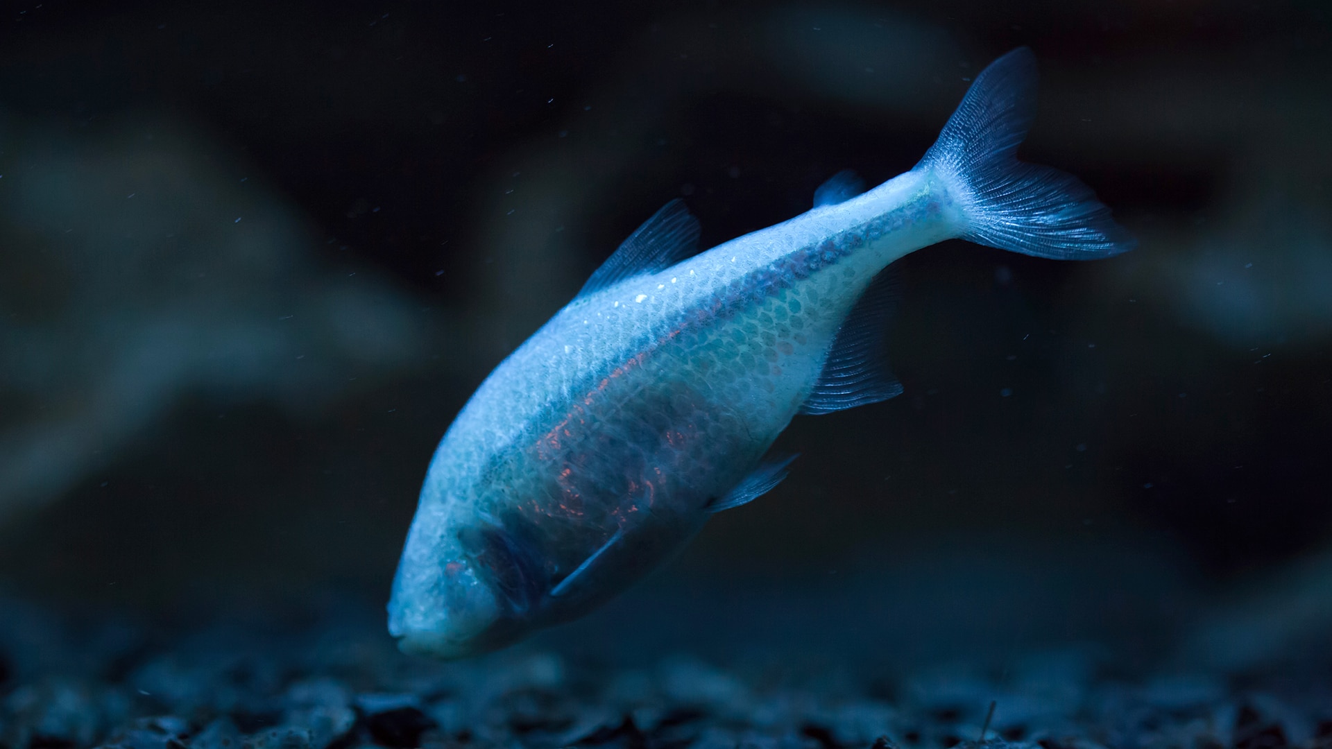 The murky world of cavefish BBC Earth